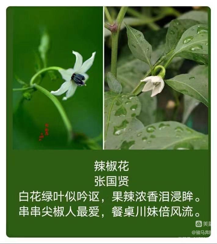 「山东老干部诗词雅阁群」特刊，主题：为张国贤老师盆栽辣椒题照