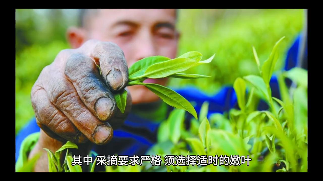 普洱茶和都匀毛尖茶哪个好,都匀毛尖已有多少年历史