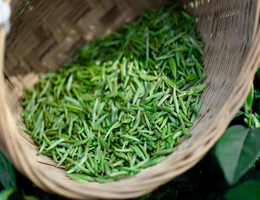 竹叶青和峨眉雪芽差距,为什么竹叶青茶叶有的是黄色的