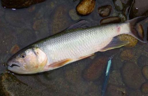 十大常见的小河鱼,农村河里常见的十种小野鱼