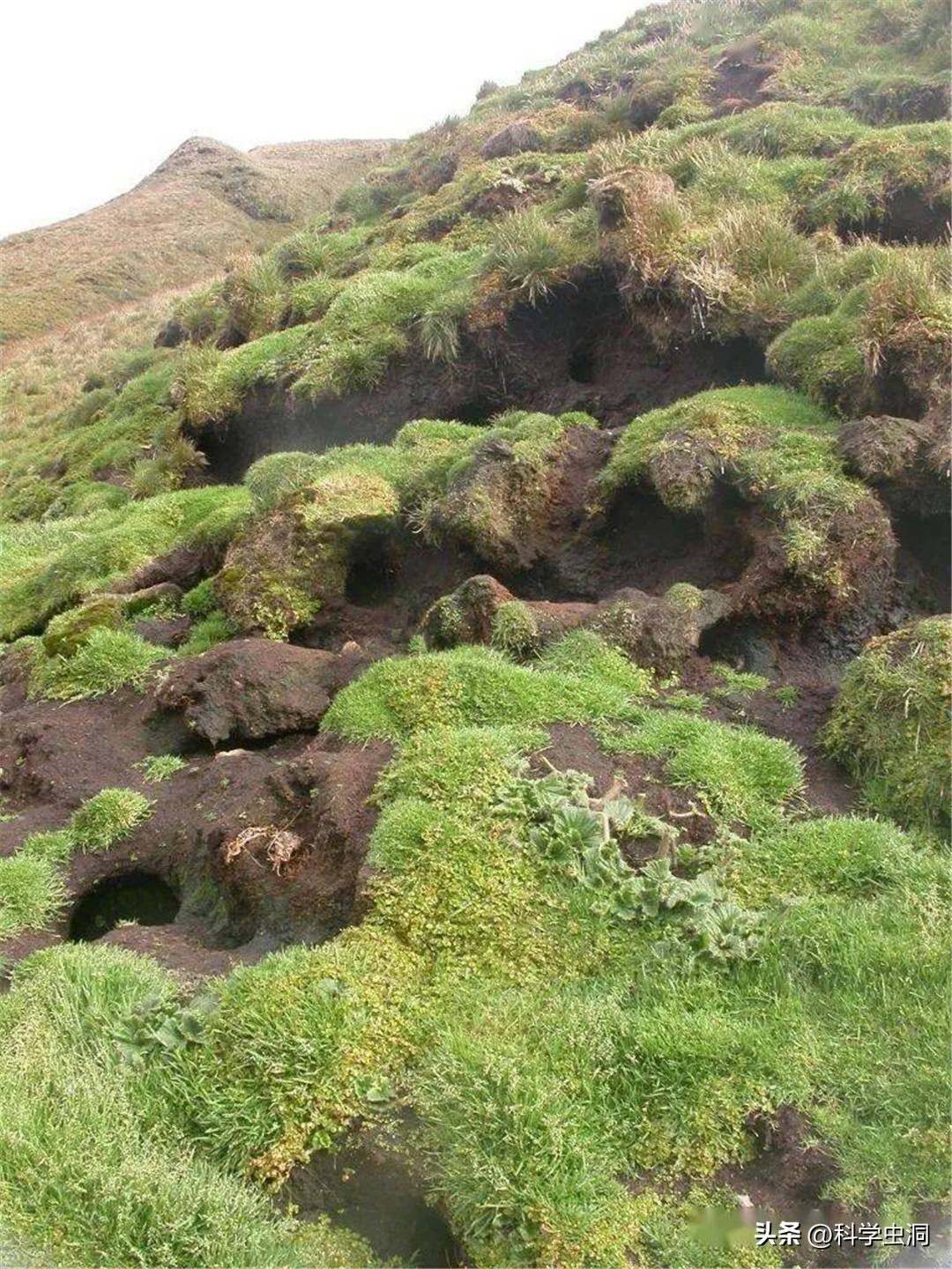 澳洲的野兔泛滥成灾的主要原因,澳洲野兔泛滥的时候究竟有多可怕