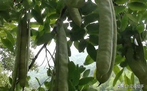 古代人是用什么洗发水,古代人洗头发用什么洗发水