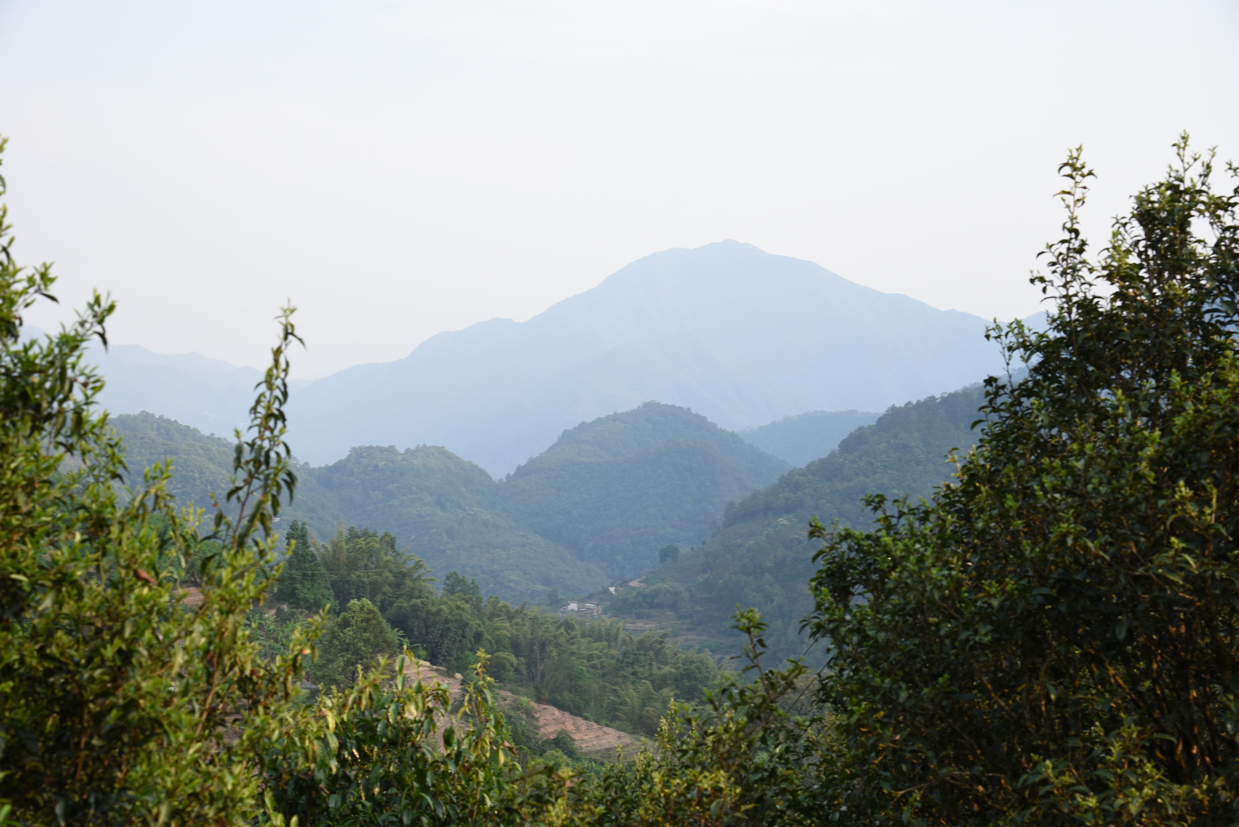 冰岛茶叶五寨价格,冰岛五寨普洱生茶价格