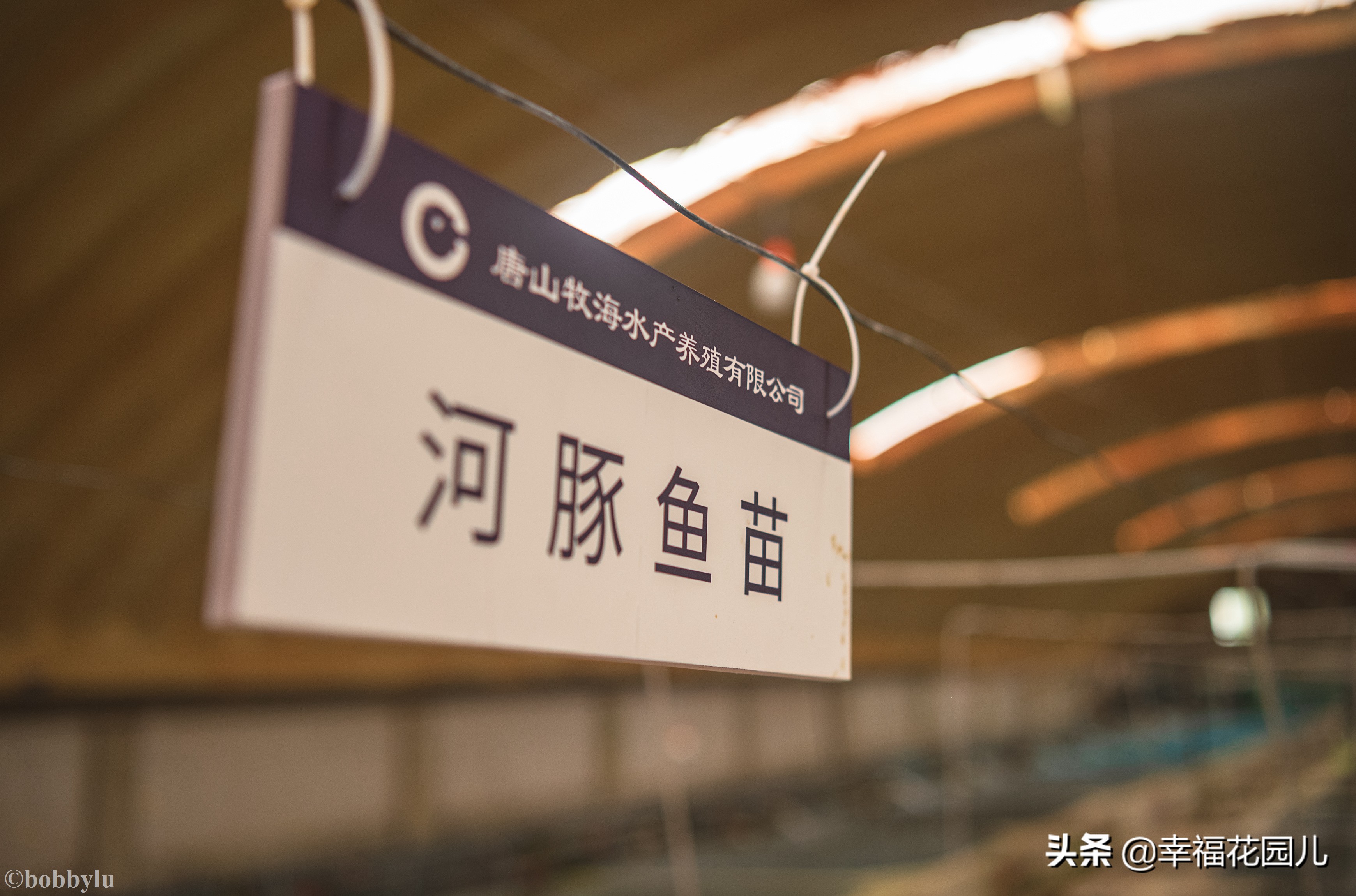 美味河豚有多金贵？养殖就有多娇贵！十里海河豚小镇探秘美食之源