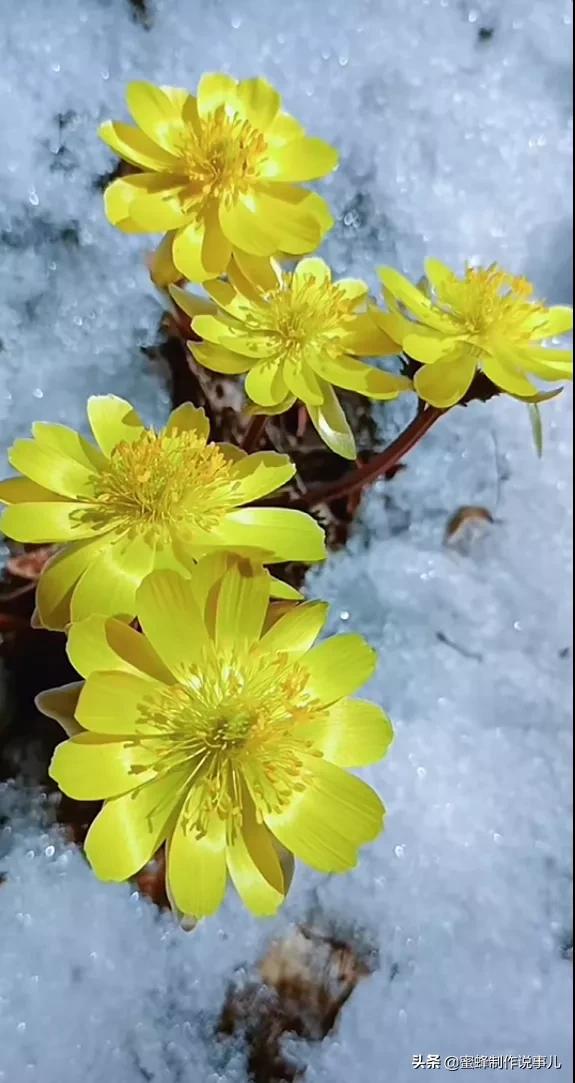 鸟语花香百花争艳让人陶醉,宁静祥和鸟语花香
