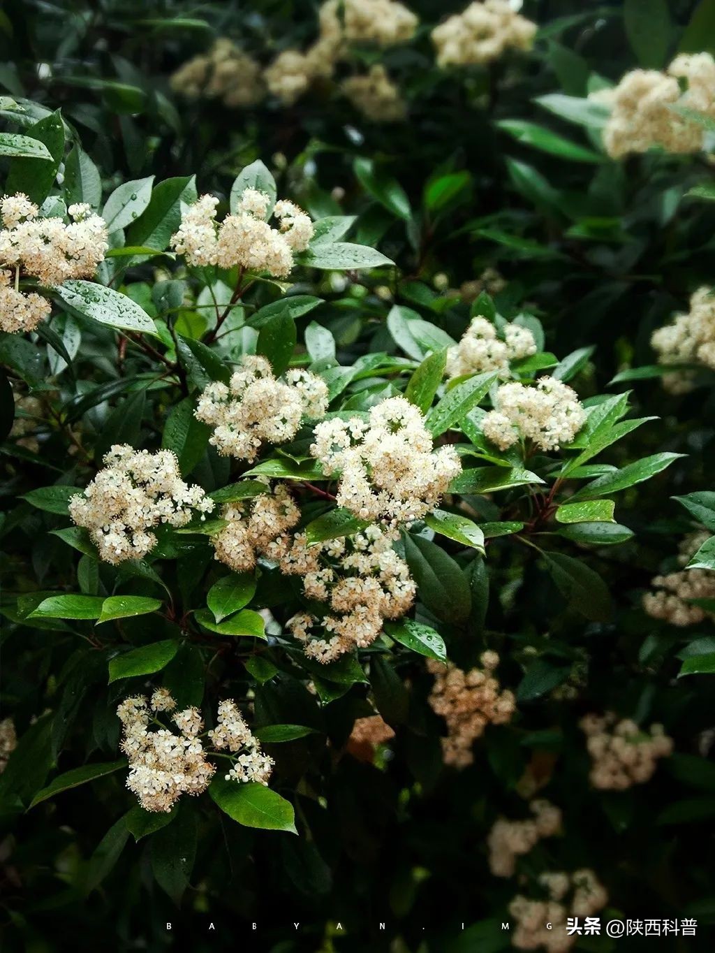 科技之春|“又腥又臭”上热搜！网友：左右“为楠”……专家：其他优点突出，忍耐一下