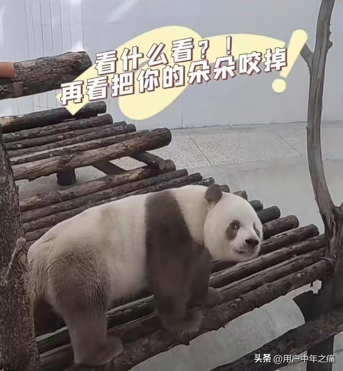 七仔是秦岭熊猫还是四川熊猫,七仔在熊猫界的地位