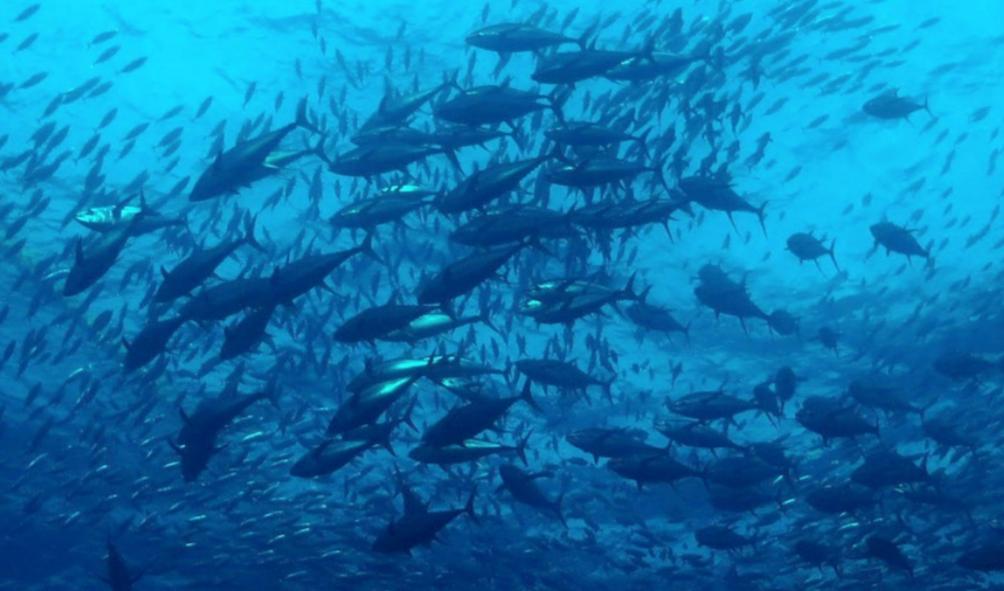 雄鷄標：专注亚洲风味，成就百年品牌