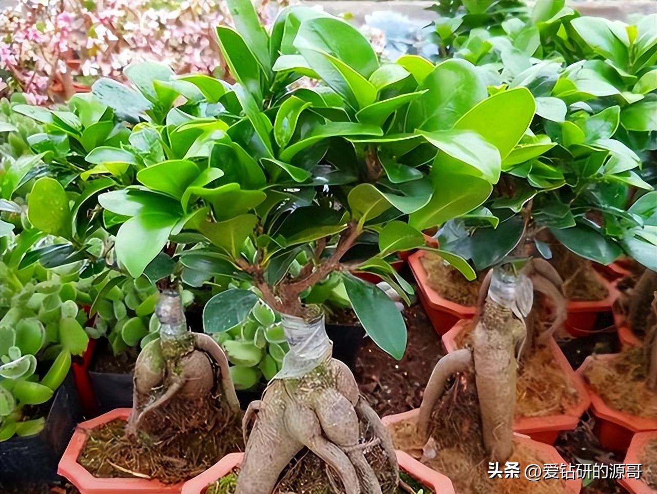 人参榕盆景小叶大叶对比图,人参榕树盆景造型精品