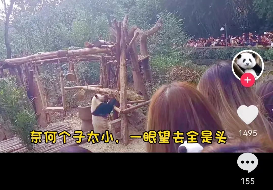 秒出100万！认养丫丫们背后，他们竟是最大赢家？