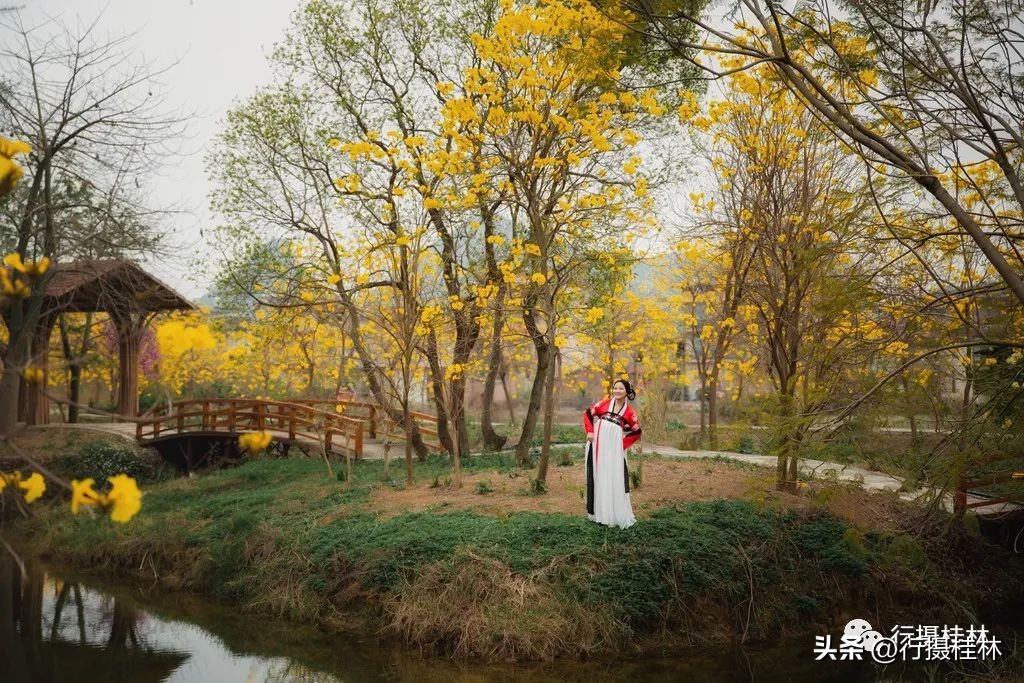 花仙子风铃,风铃花仙子