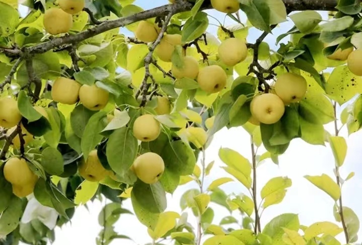 金川梨花节助力乡村振兴,金川县乡村振兴田园综合体