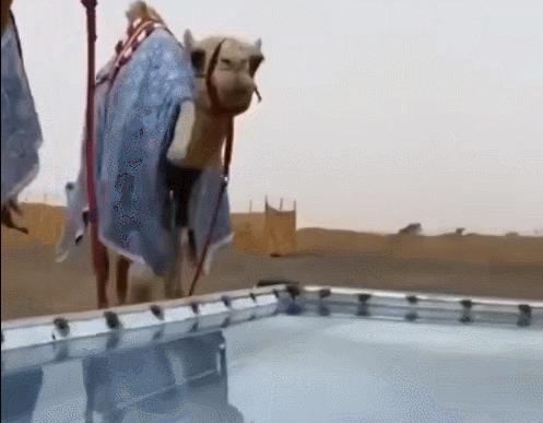 野生双峰骆驼和家养骆驼有何区别,野骆驼和骆驼是一个物种吗