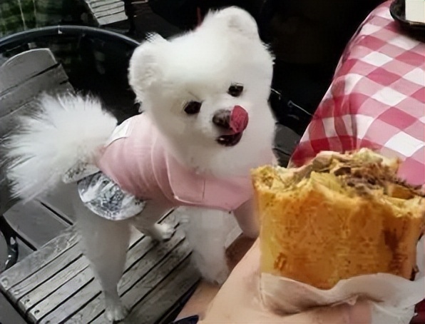 不要对狗狗做的动作,不要对宠物做的事