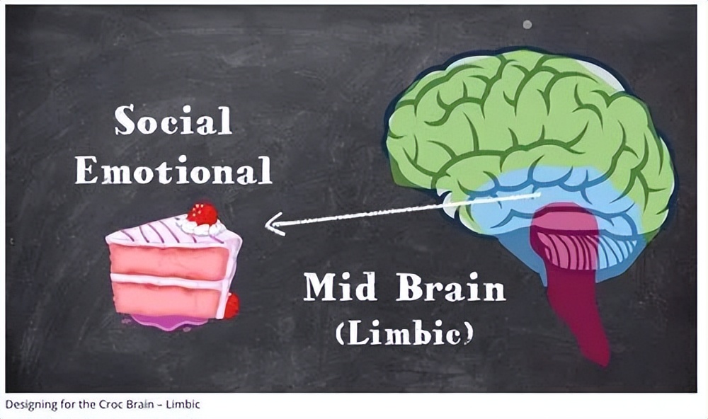 人有三个大脑是什么样的,三个大脑理论