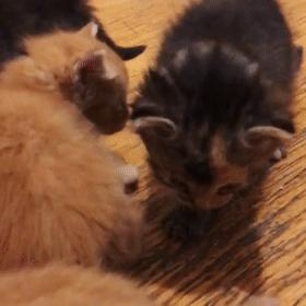 玳瑁阴阳脸猫,阴阳脸玳瑁小猫