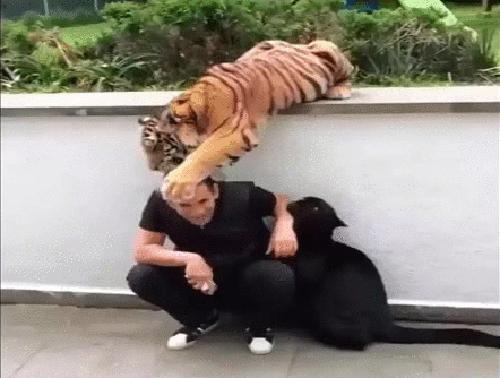 世界上最壮的牛照片,世界最壮的牛图片