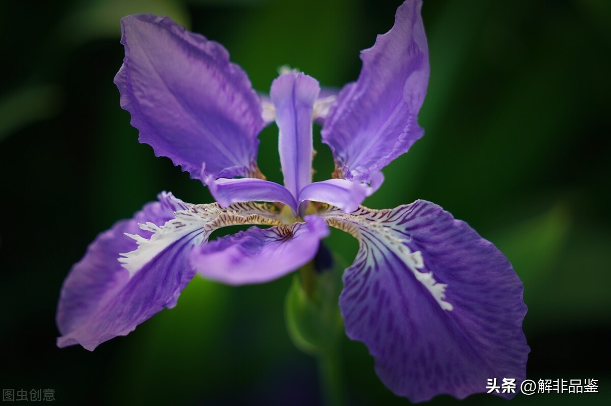 蓝色妖姬19朵代表什么,蓝色妖姬99朵代表什么