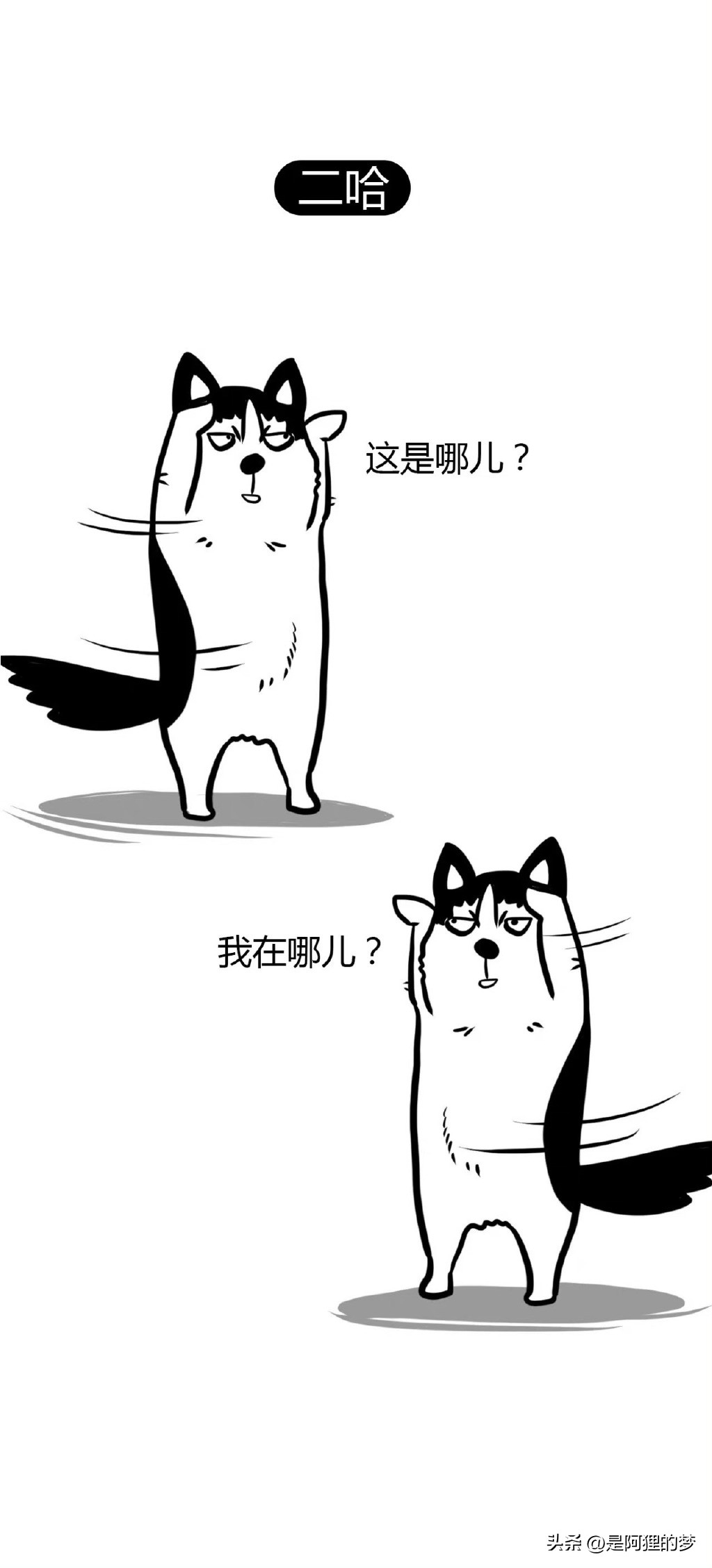 土狗这么聪明为什么不能当警犬,狗狗界最聪明的狗