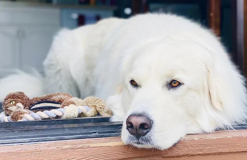 幼犬狗狗应该吃什么狗粮,狗狗一般吃什么狗粮经济又实惠