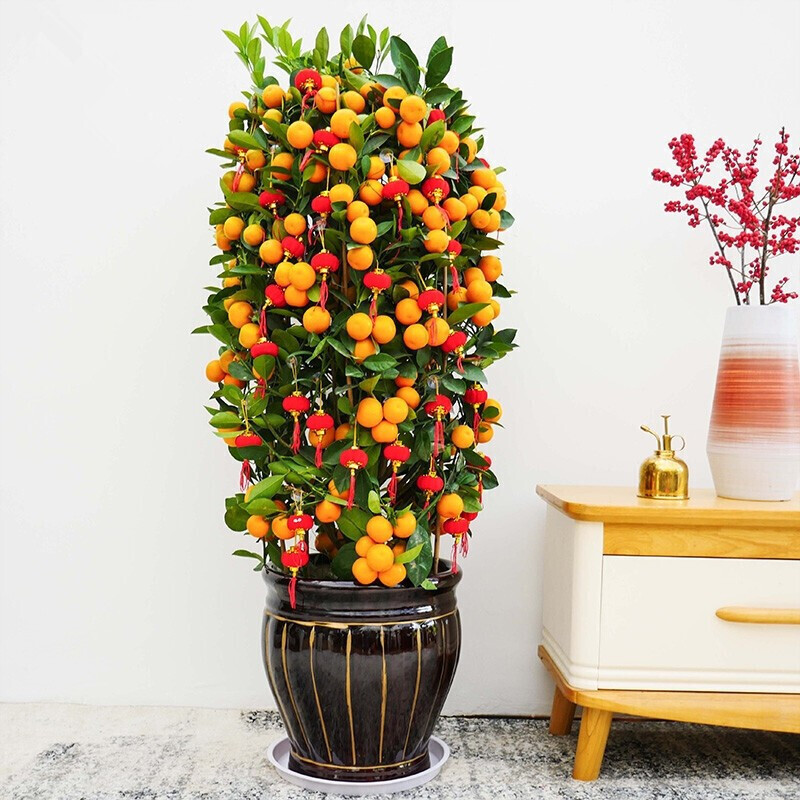 门前栽什么树聚财招财,门口种树富几代人