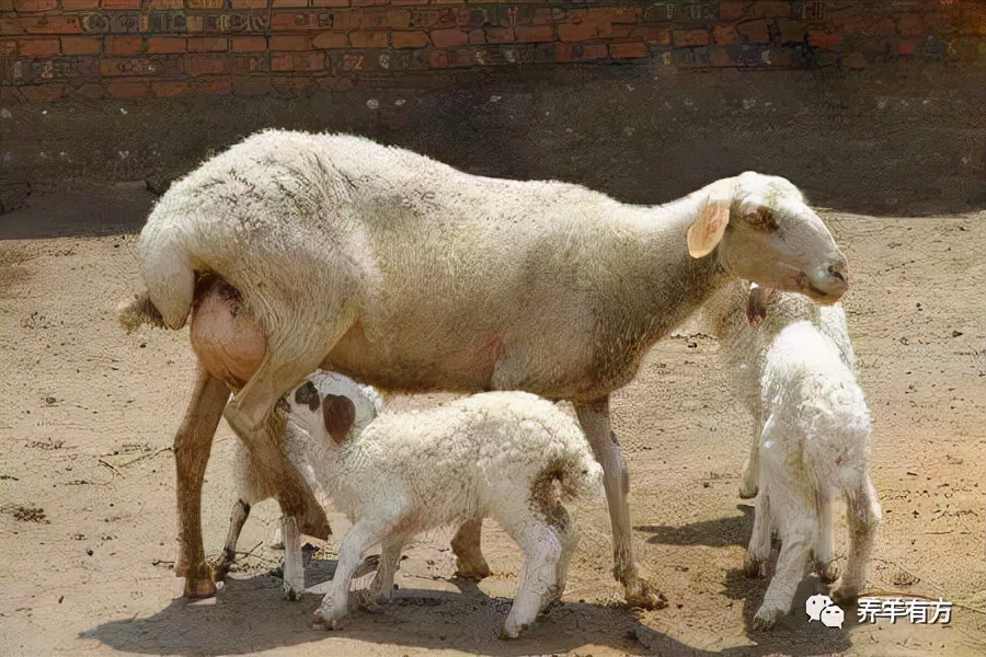 母羊产四只羊羔怎么判断奶水不足,母羊奶水不足羔羊可以喂纯牛奶吗