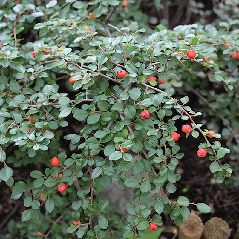 小庭院种植什么灌木好,适合阳台庭院灌木