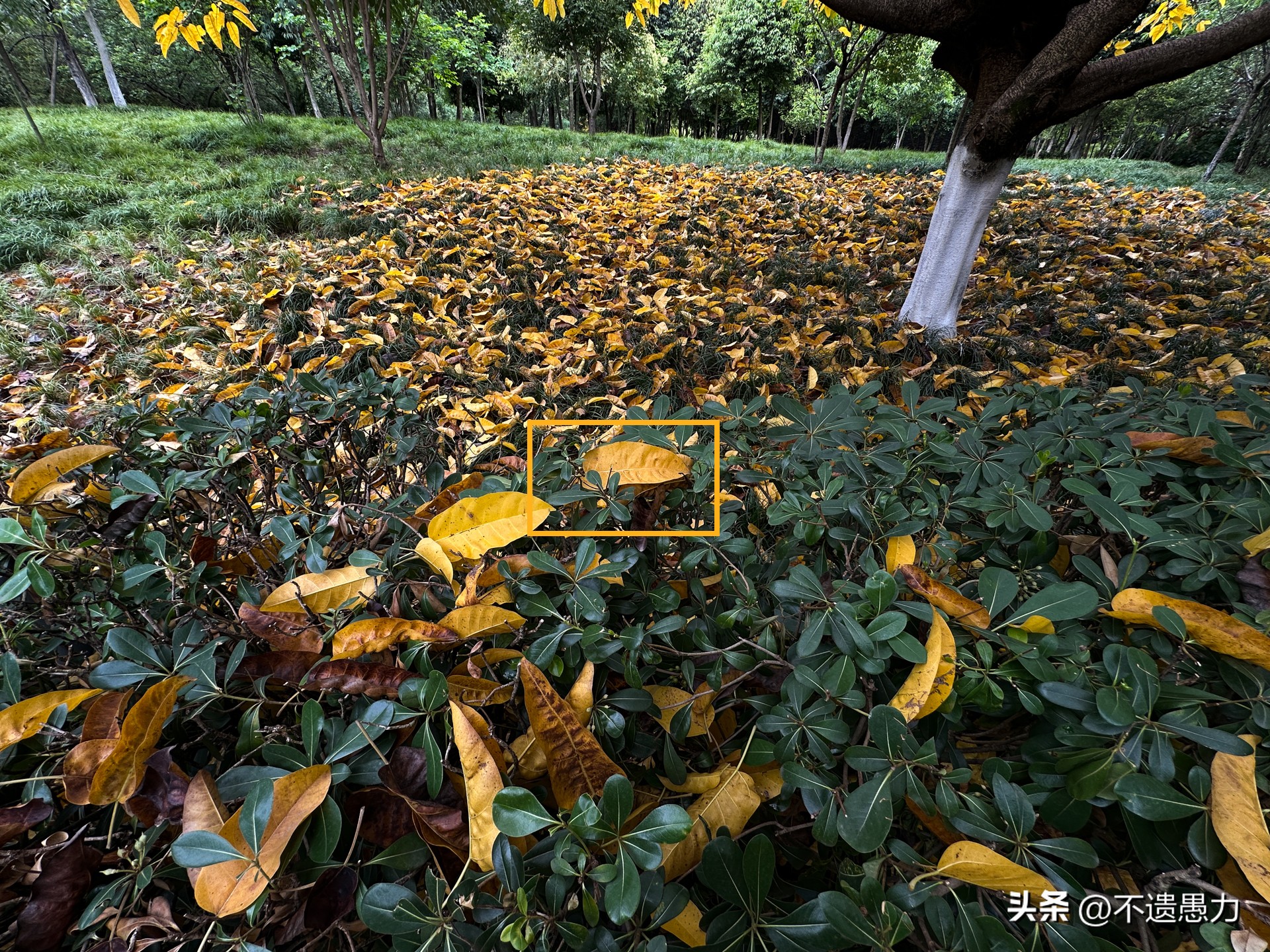 为什么现在手机摄像头越来越多,为什么手机摄像头越来越模糊了