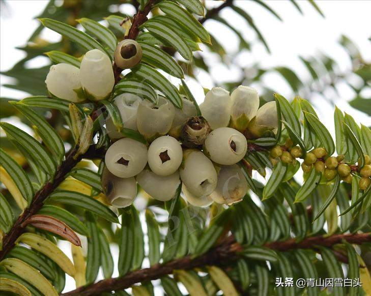 南方白豆杉的形态,白豆杉和红豆杉哪个更珍贵
