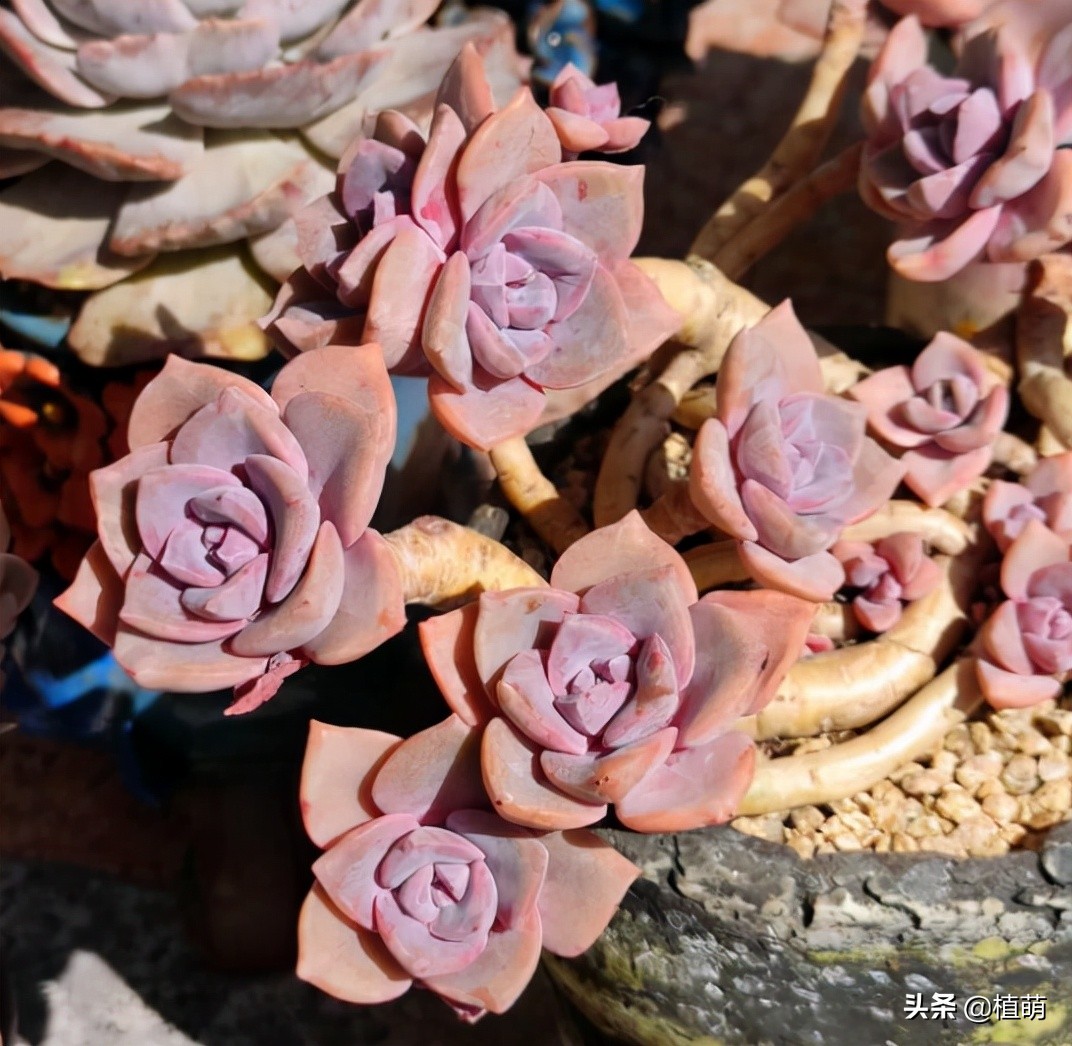 彩虹糖为什么那么甜,为啥彩虹糖会有颜色