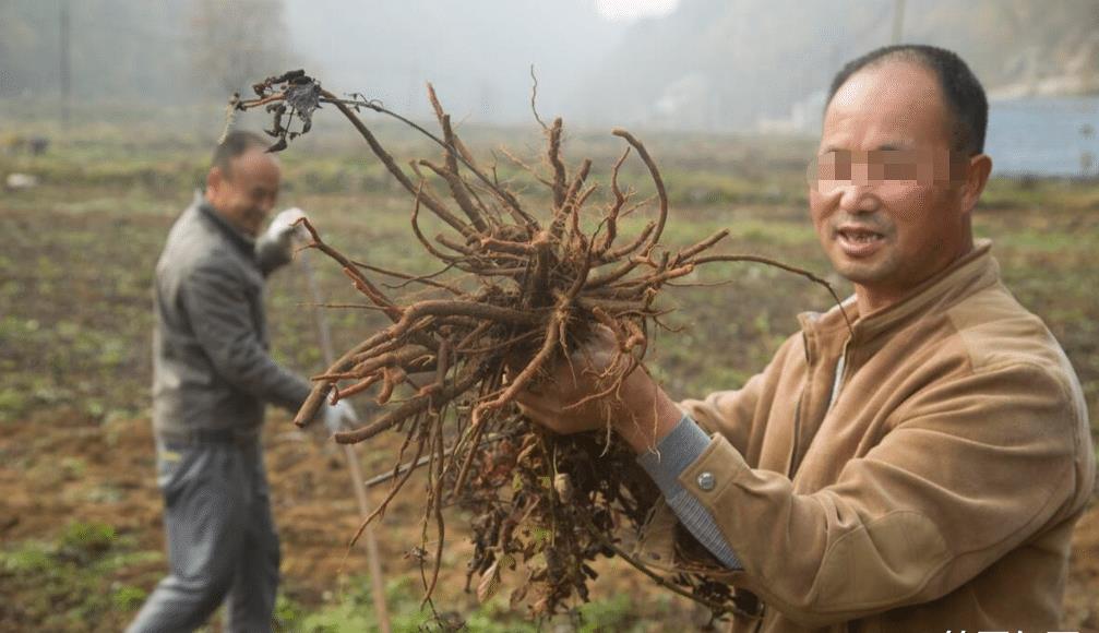 农民药材遭哄抢大哭报警法律解析,农民药材遭哄抢辟谣