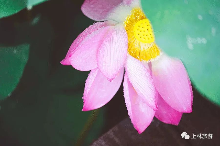 南宁徐霞客出游攻略,徐霞客在广西住了多少年