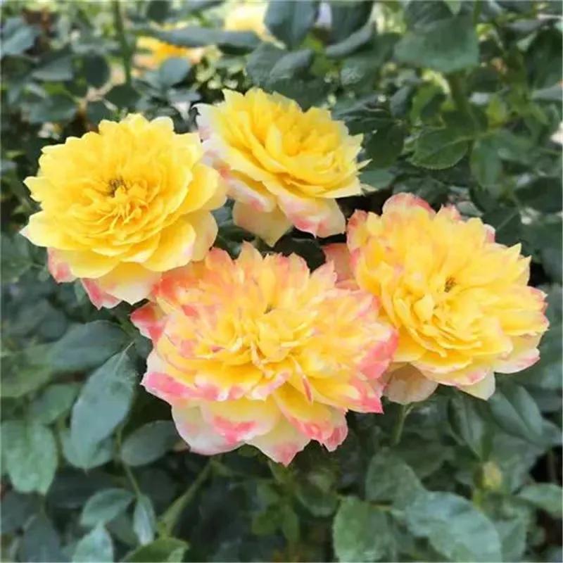 温度低于15度养花,耐热好养四季开花太阳花