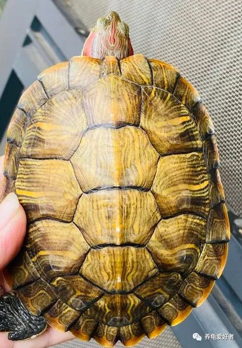 饲养大龟不欺负小龟,大龟与小龟一起养小龟会不会受伤