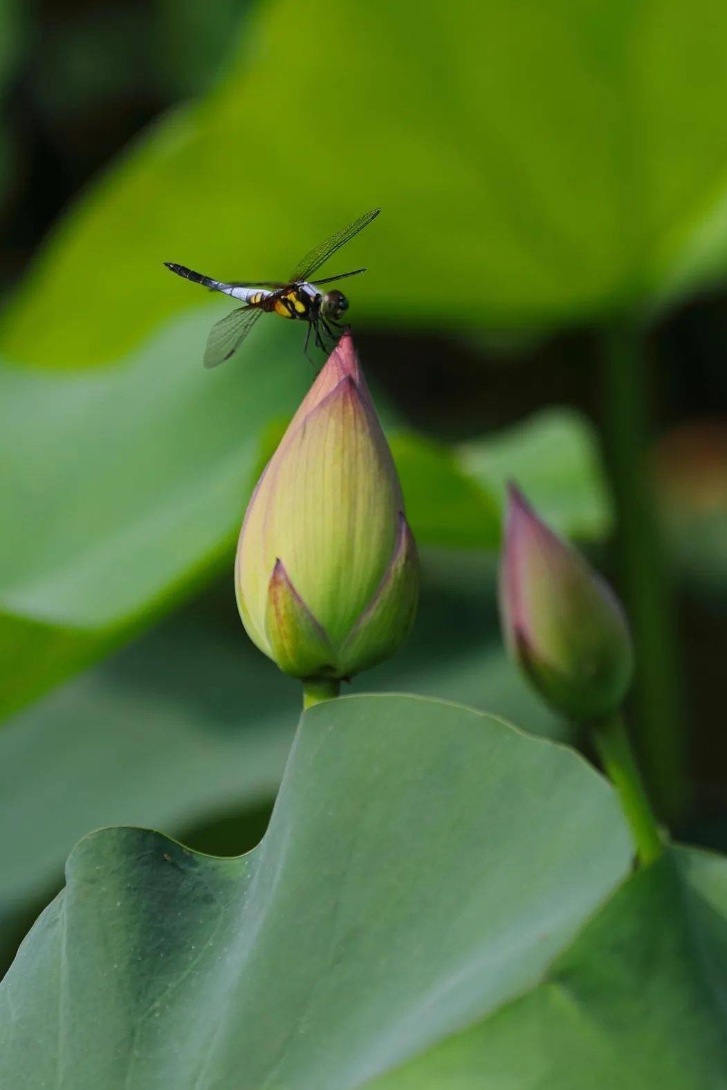 保持内心的平静心静致远语录,人生需要学着淡定宁静才能致远
