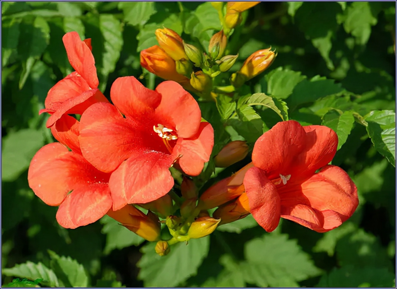 公园路边植物图片,路边的小植物有哪些