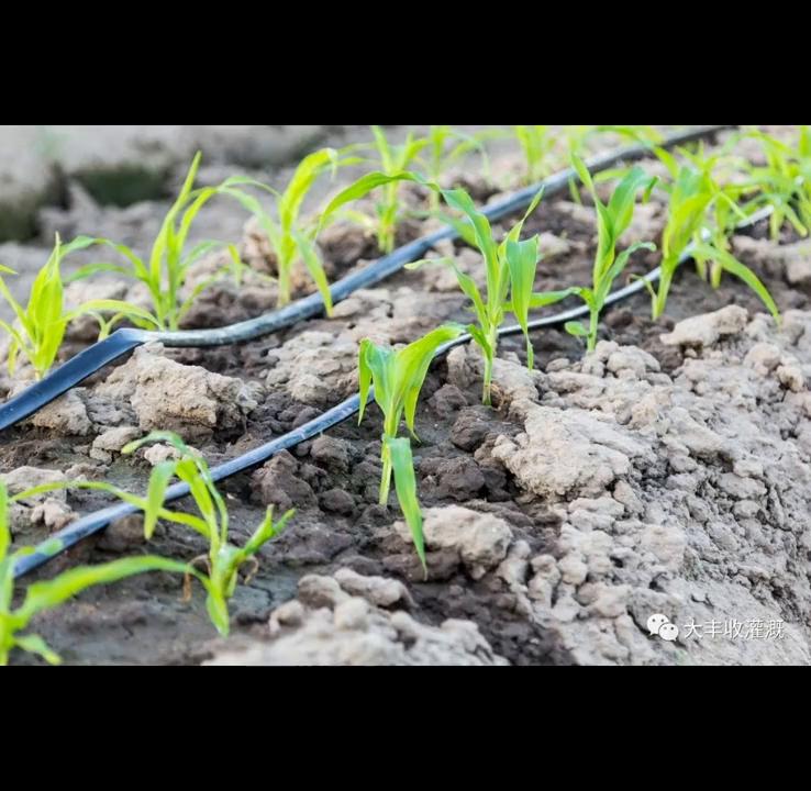 犹太人到底是怎样的人,犹太人到底是什么人