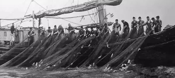 天价野生大黄鱼,浙江省捕获7斤野生大黄鱼