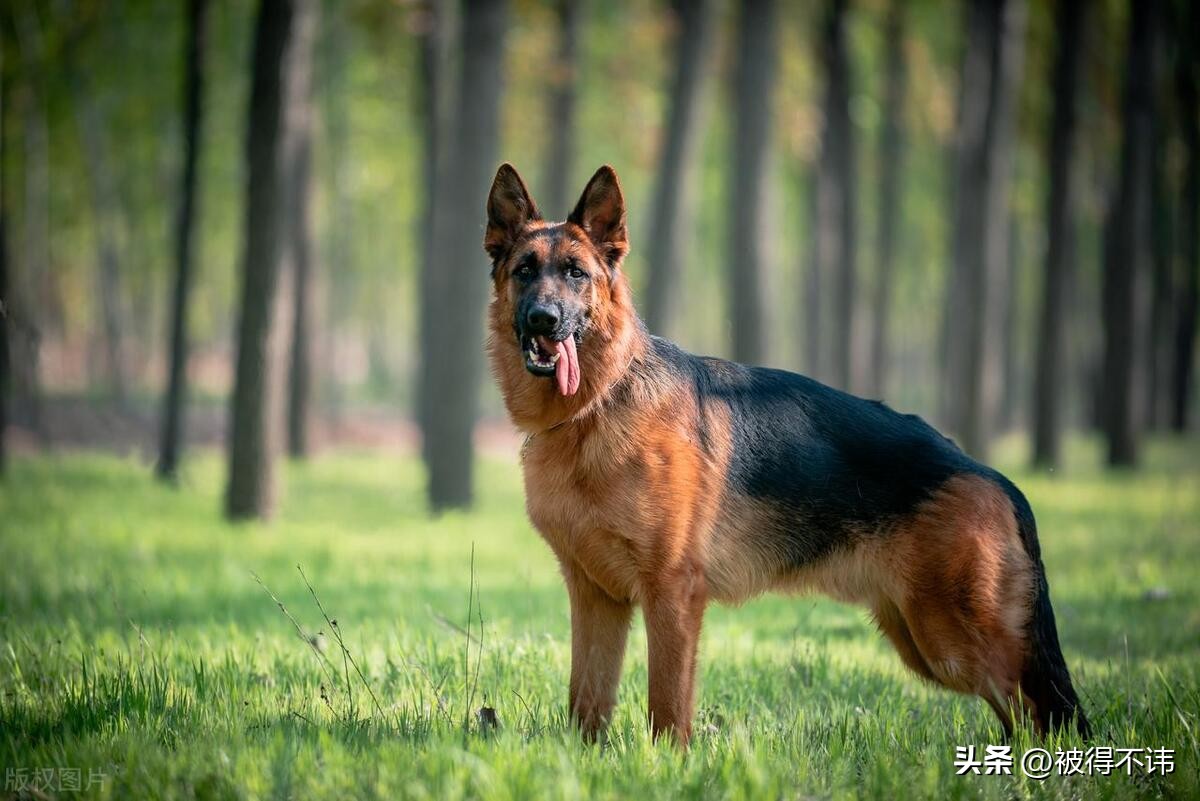 什么狗最好看最便宜最好养,世界上最强的十种狗