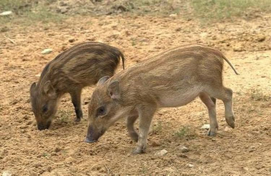 猪的祖先到底有多厉害,猪的战斗力到底有多可怕