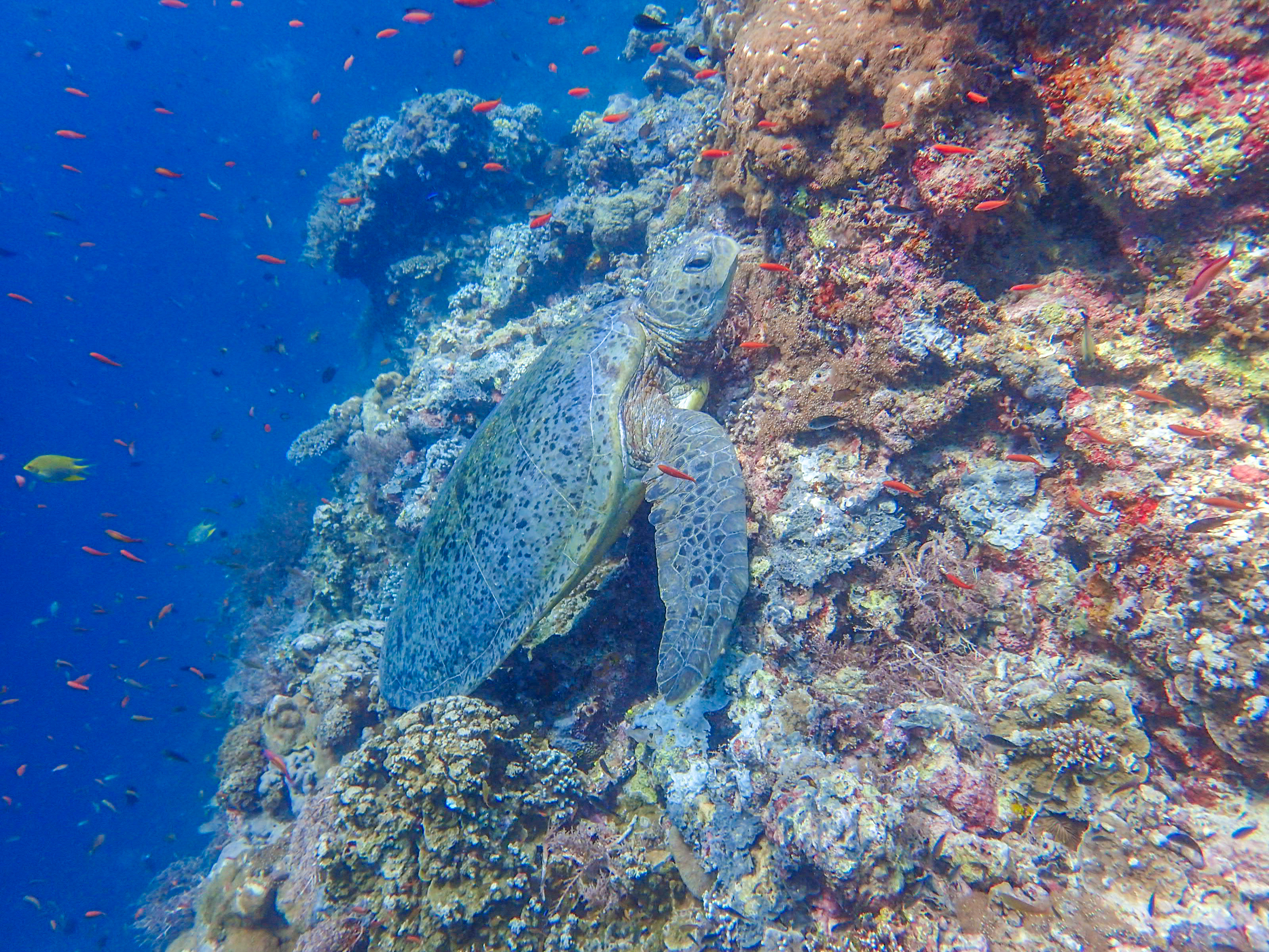 马来西亚仙本那海底,潜水马来西亚仙本那