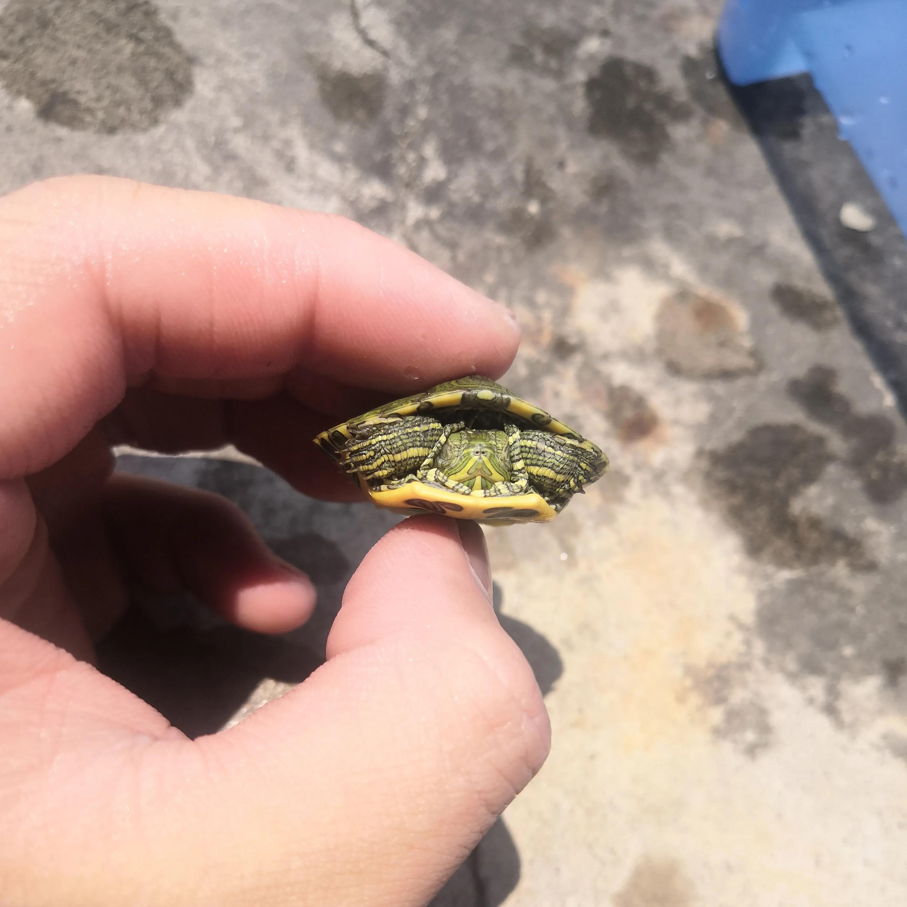 巴西龟密西西比红耳龟,十大智商最高的龟巴西红耳龟