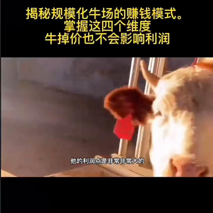 揭秘规模化牛场的赚钱模式,正规化牛场怎么建设牛知识讲解