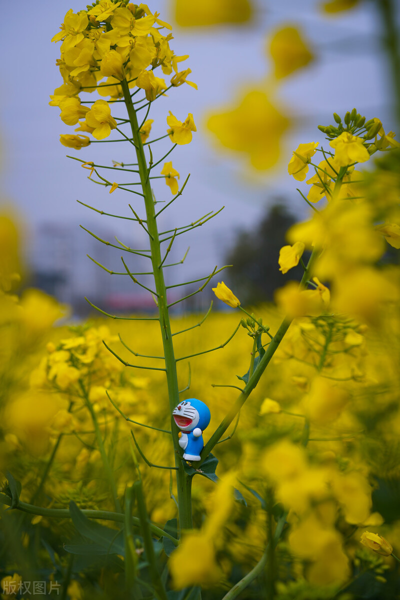 哆啦a梦小时候的愿望,哆啦a梦怀念过去的生活