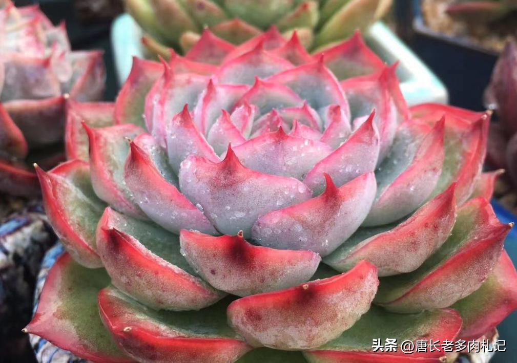 多肉侧影和水晶玫瑰是一样的吗,一种特别好养能度夏天的多肉