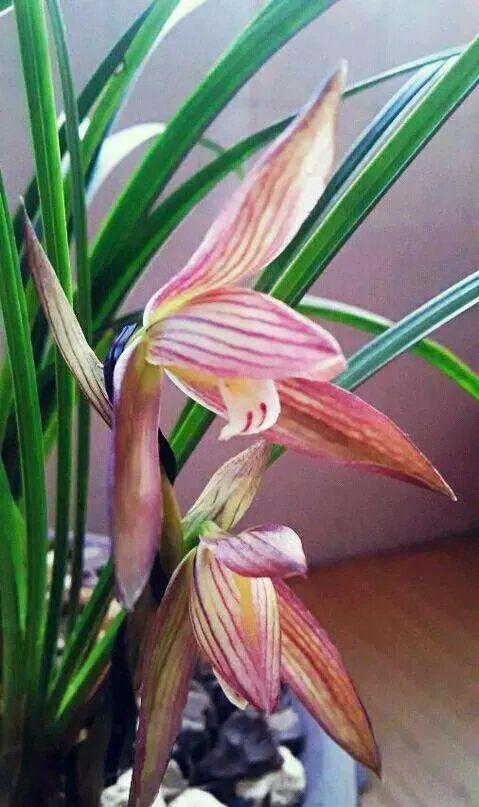 兰花品种大全四川,兰花品种鉴别方法