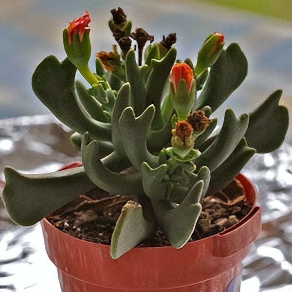 102个大类近500个多肉植物图片，都极其美丽，建议在家中也养一盆