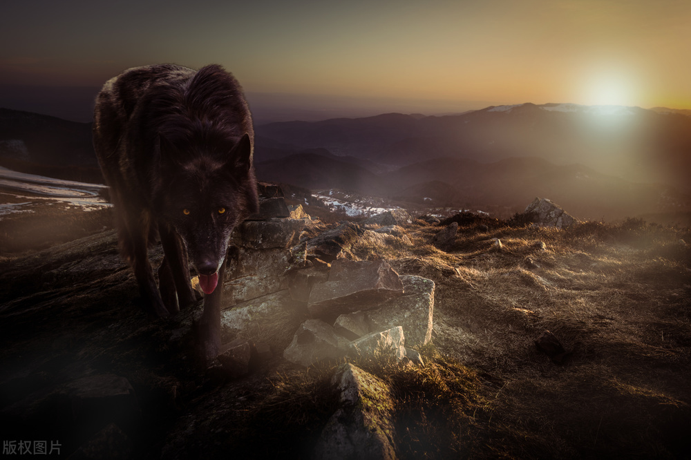 黑马王传奇：落魄黑马为保护妻儿，引走狼群后跳崖，枣红母马殉情