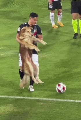 狗子突然冲进足球场，霸占足球中断比赛，但结局很可爱！