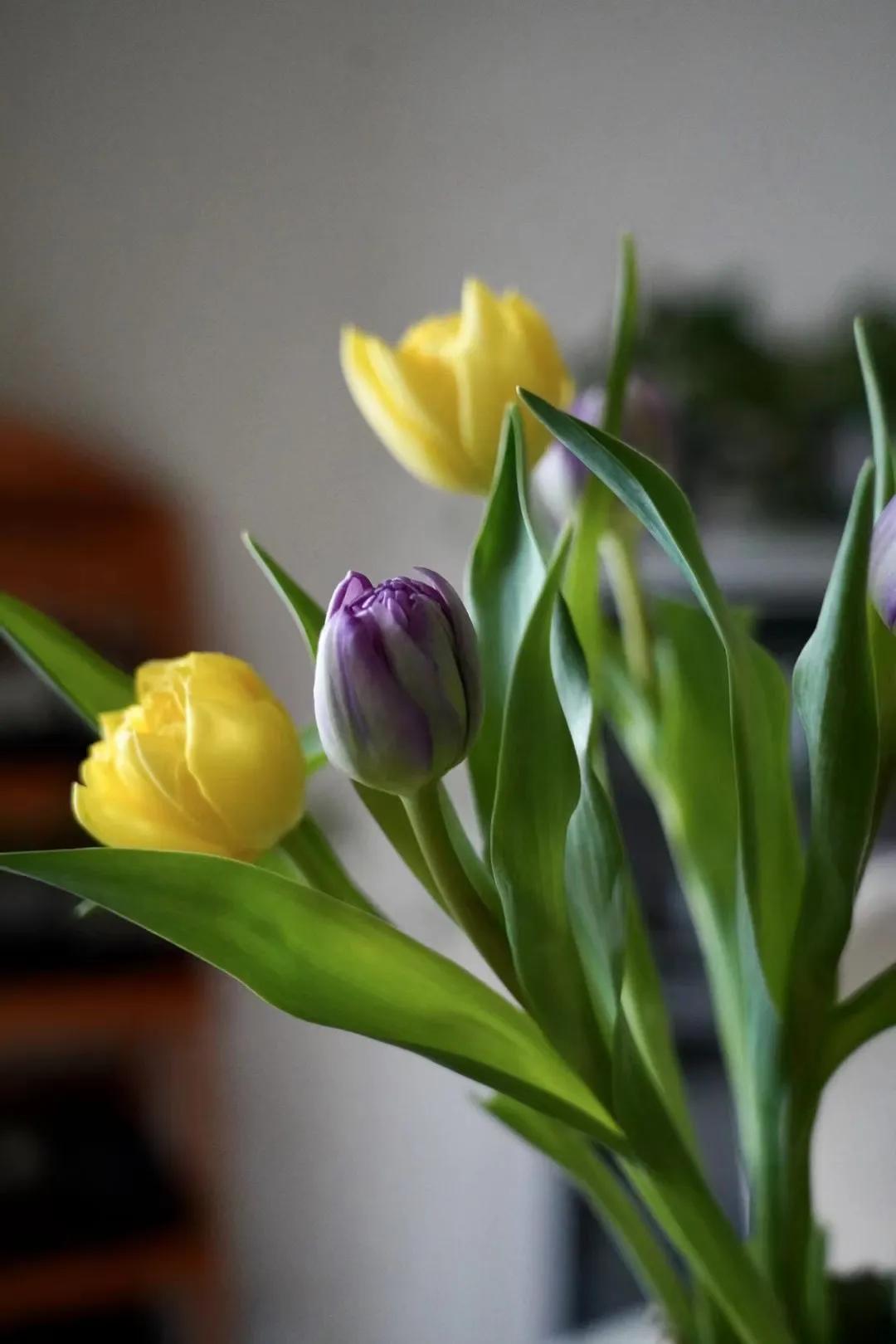 郁金香怎么种植,郁金香怎么画